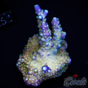EC Nebula Acro M