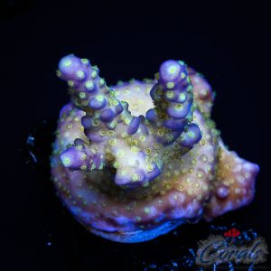 EC Nebula Acro S