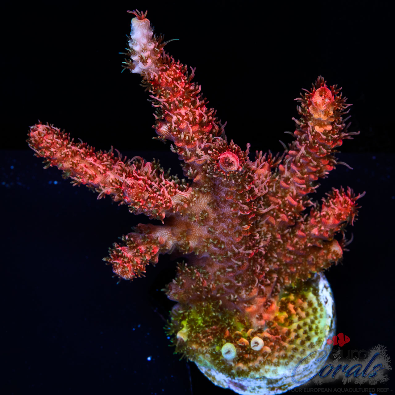 EC Akil's Combustion Acro L