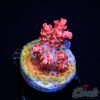 EC Arkenstone Acro S