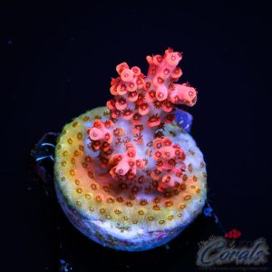EC Arkenstone Acro S