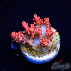 EC Arkenstone Acro S