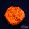 EC Super Orange Encrusting Monti S