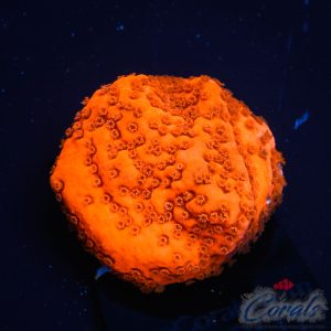 EC Super Orange Encrusting Monti S