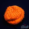 EC Super Orange Encrusting Monti M