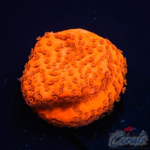 EC Super Orange Encrusting Monti M