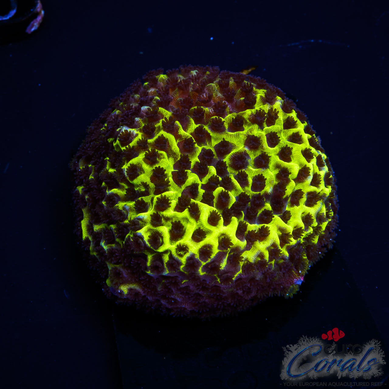 EC Dinosaur Egg Monti XS