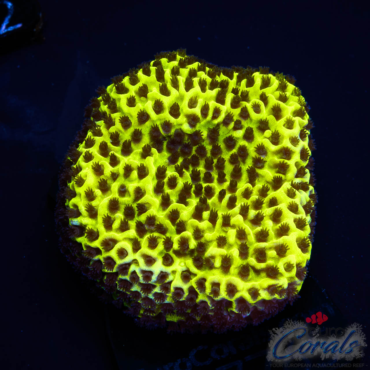 EC Dinosaur Egg Monti S
