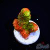 EC Contraband Grafted Montipora Digitata S
