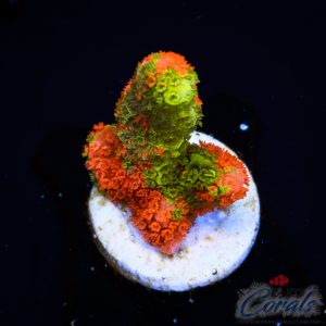 EC Contraband Grafted Montipora Digitata S