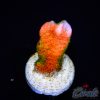 EC Contraband Grafted Montipora Digitata XS