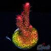 EC Akil's Combustion Acro M