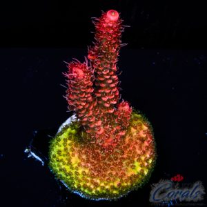 EC Akil's Combustion Acro M