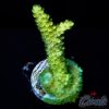 EC Toxic Waste Acro S