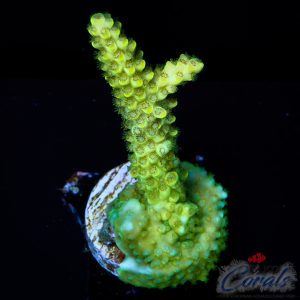 EC Toxic Waste Acro S