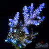 EC Blue Flame acro XL