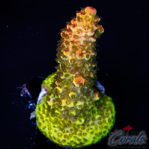EC BikiniBottom Acro S