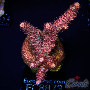 EC Jack Sparrow Acro M