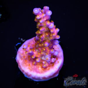 EC Melancholy Hills Acro S