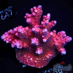 EC Adam Bomb Red/Blue Tipped Acro XL