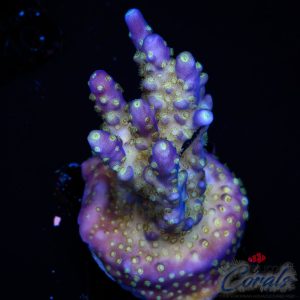 EC Nebula Acro M