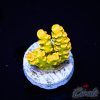 EC WaltDisney Acro – Akil’s Gold Edition XS