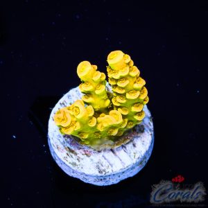 EC WaltDisney Acro – Akil’s Gold Edition XS