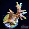 EC Poison Envy Acro M