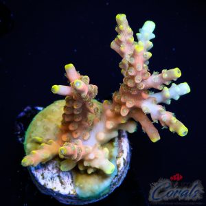 EC Poison Envy Acro M
