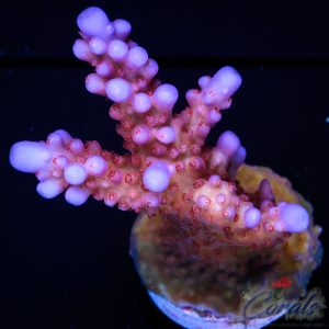 EC Lolly Fruit Acro M