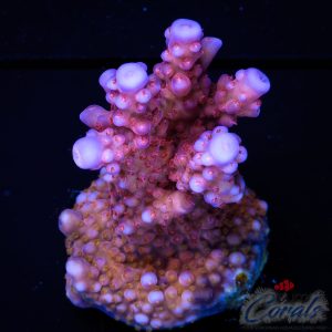 EC Lolly Fruit Acro M