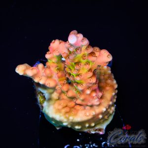 EC Flamethrower Acro S