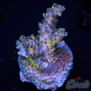 EC BlackBerry Acro M