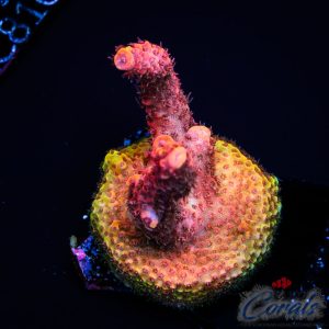 EC Akil’s Combustion Acro S