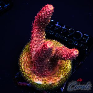 EC Akil’s Combustion Acro M