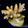 EC Yellow Hornet's Nest Acro XL