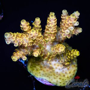 EC Yellow Hornet's Nest Acro XL