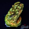EC Ice Man Acro M