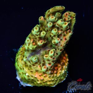 EC Ice Man Acro M