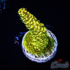 EC Solar Pop Acro S