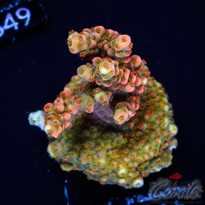 EC Circus Freak Acro M