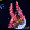 EC Akil’s Angry Inferno Acro M