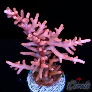 EC Golden Dragon Acro L