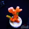 EC Contraband Grafted Montipora Digitata S