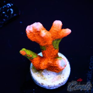 EC Contraband Grafted Montipora Digitata S