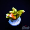 EC Contraband Grafted Montipora Digitata S