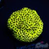 EC Dinosaur Egg Monti S