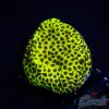 EC Dinosaur Egg Monti S