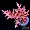 EC Golden Dragon Acro L