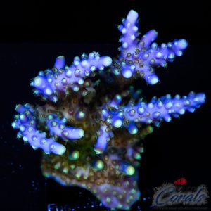 EC Blue Flame acro XL